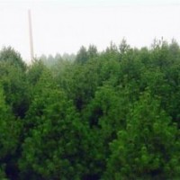 大量供應白皮松、油松、檜柏、側(cè)柏苗