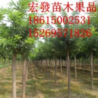 大量供應(yīng)國(guó)槐 白蠟法桐 速生楊 銀杏櫻花等