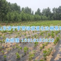 法桐一畝中多少顆|法桐修剪技術方案-濟寧綠源苗圃