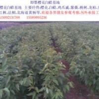 出售 櫻花 白蠟 龍柏