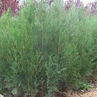 側(cè)柏苗木生產(chǎn)廠家，優(yōu)質(zhì)的側(cè)柏報(bào)價(jià)