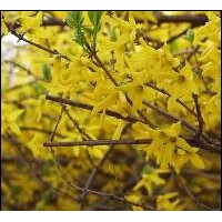 連翹種苗價格