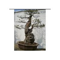 盆裝金葉榆供應(yīng)廠家