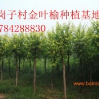 主要銷售（苗—30厘米）垂柳、金絲垂柳、嫁接金絲垂柳、饅頭柳、