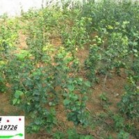 茶花小苗、香樟小苗--江西進(jìn)賢天嬌