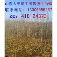 出售國槐苗，海棠苗。