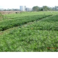 供應(yīng)20公分白皮松，25公分白皮松，30公分白皮松