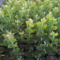 供應(yīng)銀葉金合歡袋苗