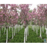 秀水海棠西府垂絲北美海棠苗