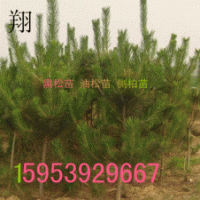 黑松苗批發(fā)