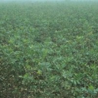 供應(yīng)速生白蠟半成品