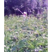 專營(yíng)速生白蠟苗、速生白蠟苗報(bào)價(jià)、國(guó)槐苗