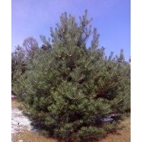 出售一級(jí)油松