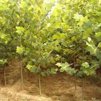 供應(yīng)各種規(guī)格速生法桐小苗