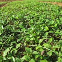 供應(yīng)廣西桂林桂花樹苗小苗