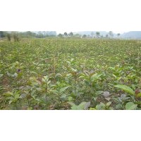 急售八月桂小苗、青楓小苗、紅豆杉小苗