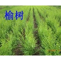 【精品推薦】供應0.6-5cm榆樹小苗，一級圃苗，20萬株。