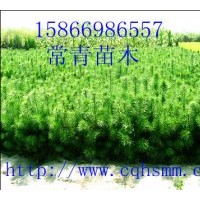 供30cm-60cm油松苗價(jià)格便宜常年銷售