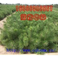 大量供應(yīng)山東油松小苗
