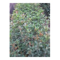 供應(yīng)當(dāng)年生桂花小苗20萬、香樟小苗10萬、杜英小苗10萬、青楓小苗