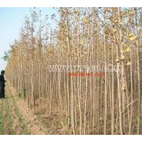 供銀杏樹(shù)小苗 3-5公分