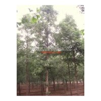 常年供應一年生銀杏小苗