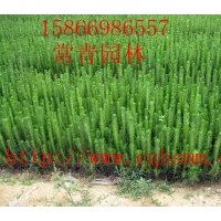 供應(yīng)【黑松苗】