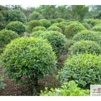 四川灌木小葉女貞高：30-40公分