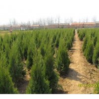 供應(yīng)蜀會(huì)小苗