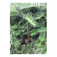 供應三尖杉小苗