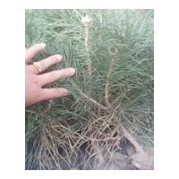 供應(yīng)樟子松苗 油松苗 丁香苗