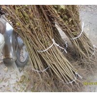 石榴苗【果石榴?；ㄊ衩纭?/></a>
<div><a href=