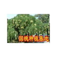 供應(yīng)國(guó)槐 法桐 銀杏 白蠟 法桐 欒樹(shù)