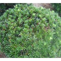 供應(yīng)羅漢松苗 珍珠羅漢松苗 小葉羅漢松苗 臺灣羅漢松苗