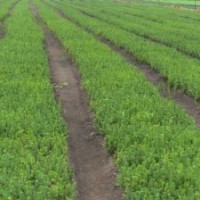 樟子松苗20公分左右