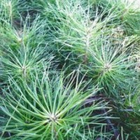 出售樟子松1-2年，黑松1-2年，白樺1年小苗