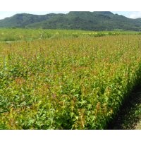 丁香.連翹.水蠟.衛(wèi)矛.塘棋.三角楓.梧桐