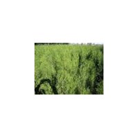 大量供應(yīng)1-3米側(cè)柏 白皮松 油松 華山