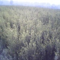 祿化苗木欒樹，白蠟，國槐，海棠，青桐，五角楓，三角楓，丁香，