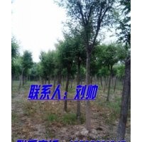大量出售國(guó)槐/10公分國(guó)槐/25公分國(guó)槐/2012國(guó)槐新價(jià)格