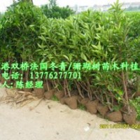 專業(yè)供應(yīng)優(yōu)質(zhì)珊瑚樹-張家港法國冬青-法國冬青價(jià)格