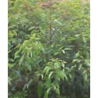 出售自家的香樟苗