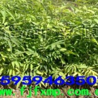 無患子小苗,杜英苗,馬褂木苗,油茶苗,光皮樺苗,杞木苗,桂花苗