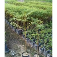 供應(yīng)廣州綠化種苗黃花梨、香樟、羅漢松、紅花楹、藍(lán)花楹、南洋楹