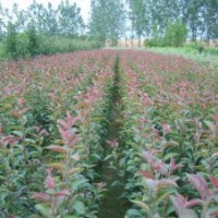 北美海棠，絢麗海棠，鉆石海棠，冬紅海棠，西府海棠