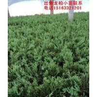 出售龍柏,龍柏小苗,櫻花