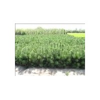 低價(jià)大量供應(yīng)一年生油松樹(shù)苗