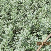 供應(yīng)花葉榕