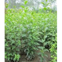 大葉女貞樹苗 大量批發(fā)高桿女貞苗 蠟樹苗咨詢