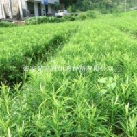 批發(fā)羅漢松苗